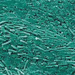 Flore intestinale
