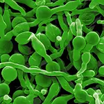 AGENTS PATHOGÈNES ENTÉRITIQUES PARASITAIRES